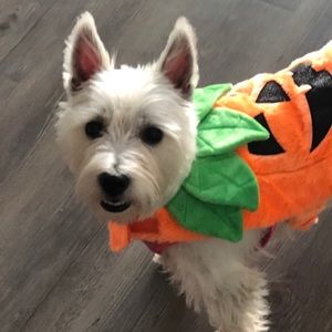 Meet your Posher, Sasamantha